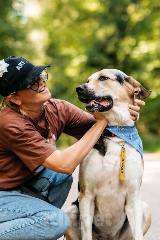 Собаки в Москве: Хонда , это собака с характером «Праздник вопреки»  Девочка, Бесплатно - фото 3