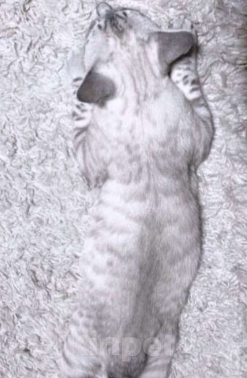 Кошки в Златоусте: Шотландский прямоухий  Девочка, 7 000 руб. - фото 9