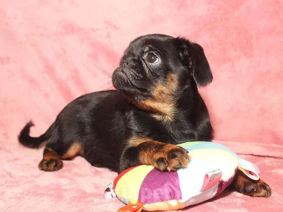 Собаки в Санкт-Петербурге: Очаровательный щенок  Девочка, 80 000 руб. - фото 6