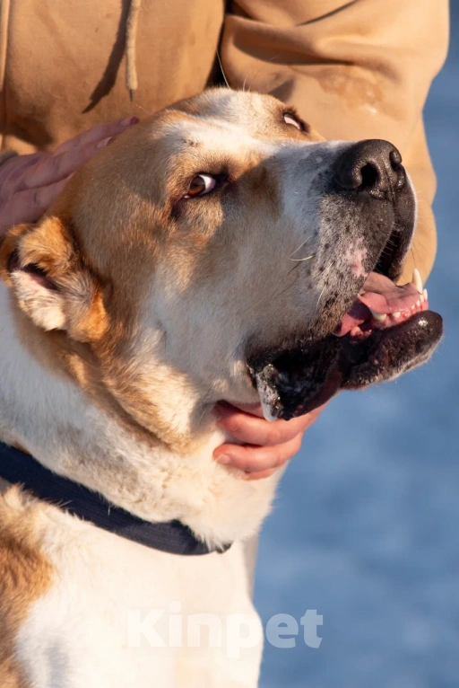 Собаки в других городах Московской области: алабай сармат в добрые руки Мальчик, Бесплатно - фото 4