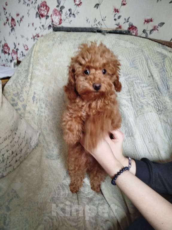 Собаки в Москве: Той-пудель щенок Мальчик, 120 000 руб. - фото 1