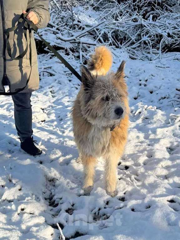 Собаки в Санкт-Петербурге: Беляш и Рыжуля, два невероятных пса, очень ждут свой дом и человека. Мальчик, Бесплатно - фото 3
