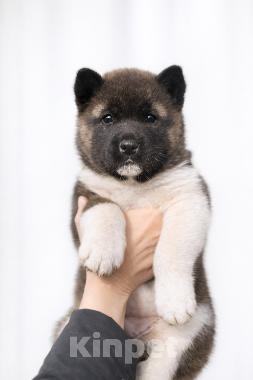 Собаки в Мелеузе: Щенок Американской Акиты Девочка, 15 000 руб. - фото 2