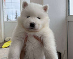 Собаки в Москве: Международный питомник Самоедов, щенок самоеда Девочка, 85 000 руб. - фото 1