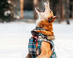 Собаки в Москве: Амур – собака, чья любовь к вам будет бесконечной.  Мальчик, Бесплатно - фото 6