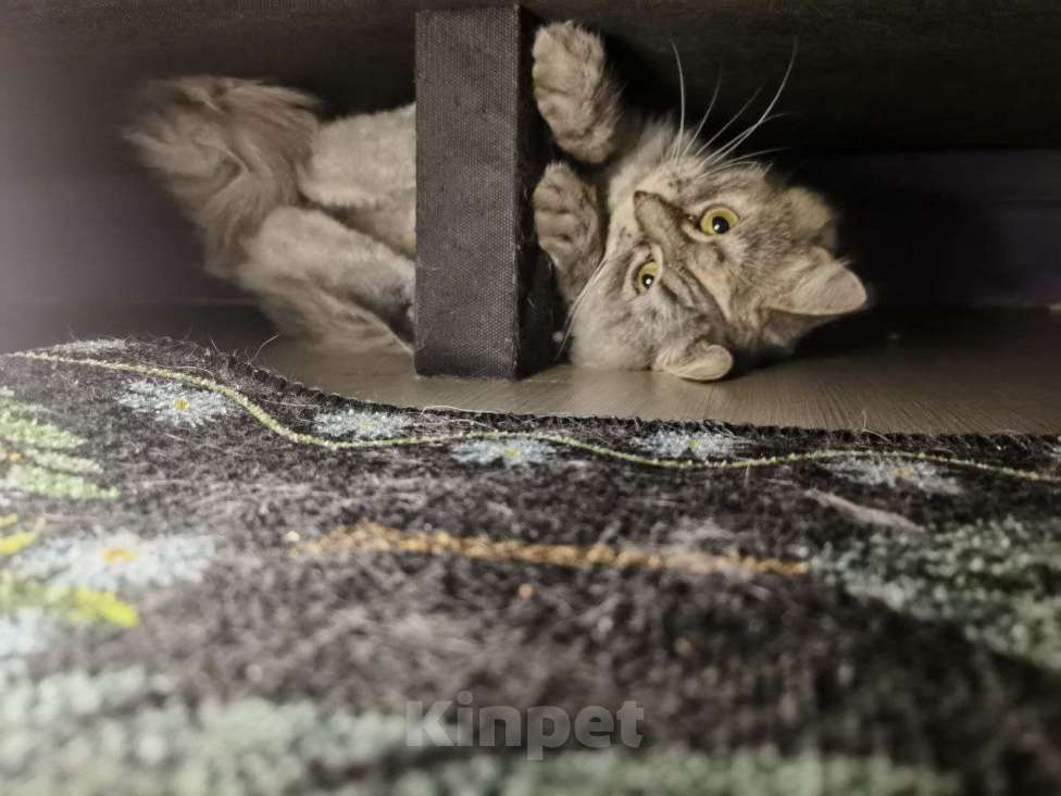 Кошки в Москве: Чудесная, спокойная девчуля грустит и ждет своего человека.  Девочка, Бесплатно - фото 5