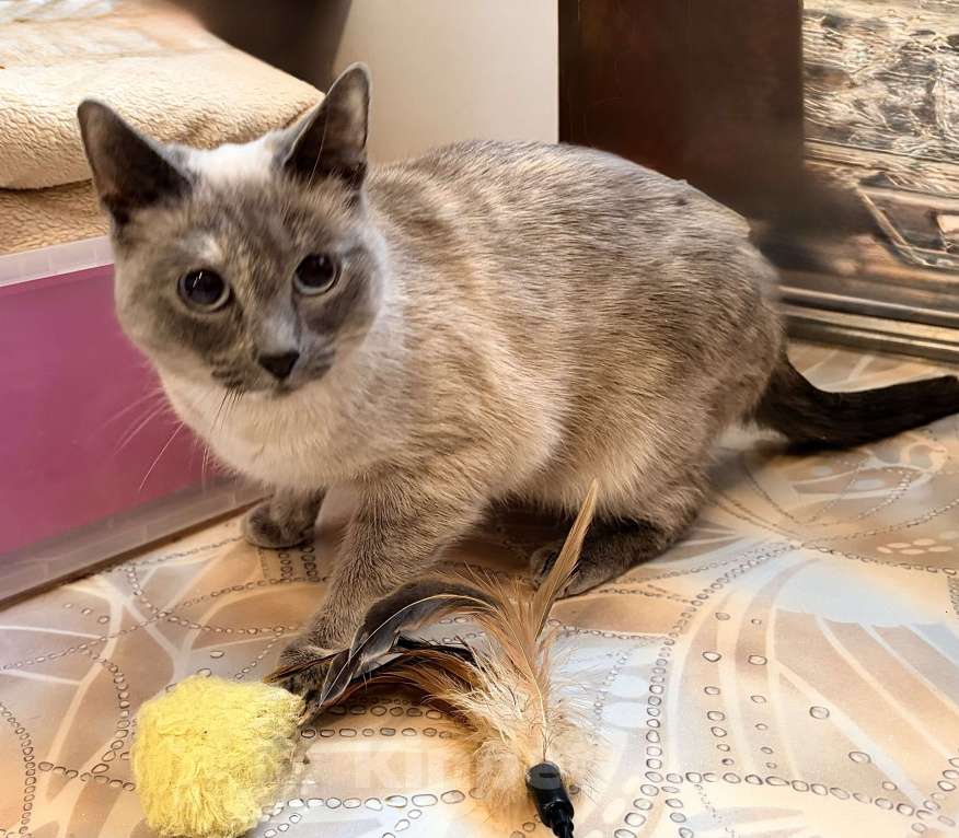 Кошки в Санкт-Петербурге: Кошечка Стася ищет свой дом Девочка, Бесплатно - фото 4