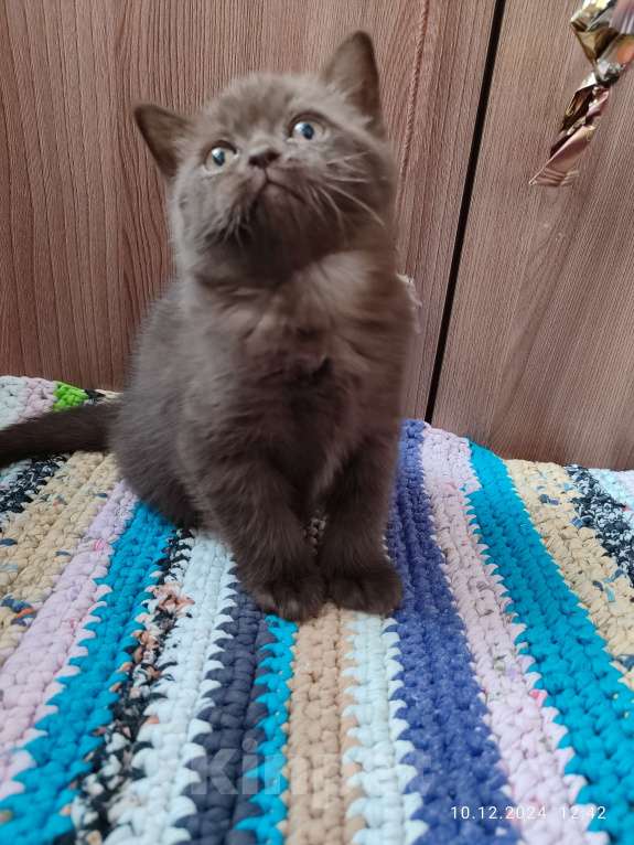 Кошки в Москве: Шоколадная девочка Девочка, 20 000 руб. - фото 4