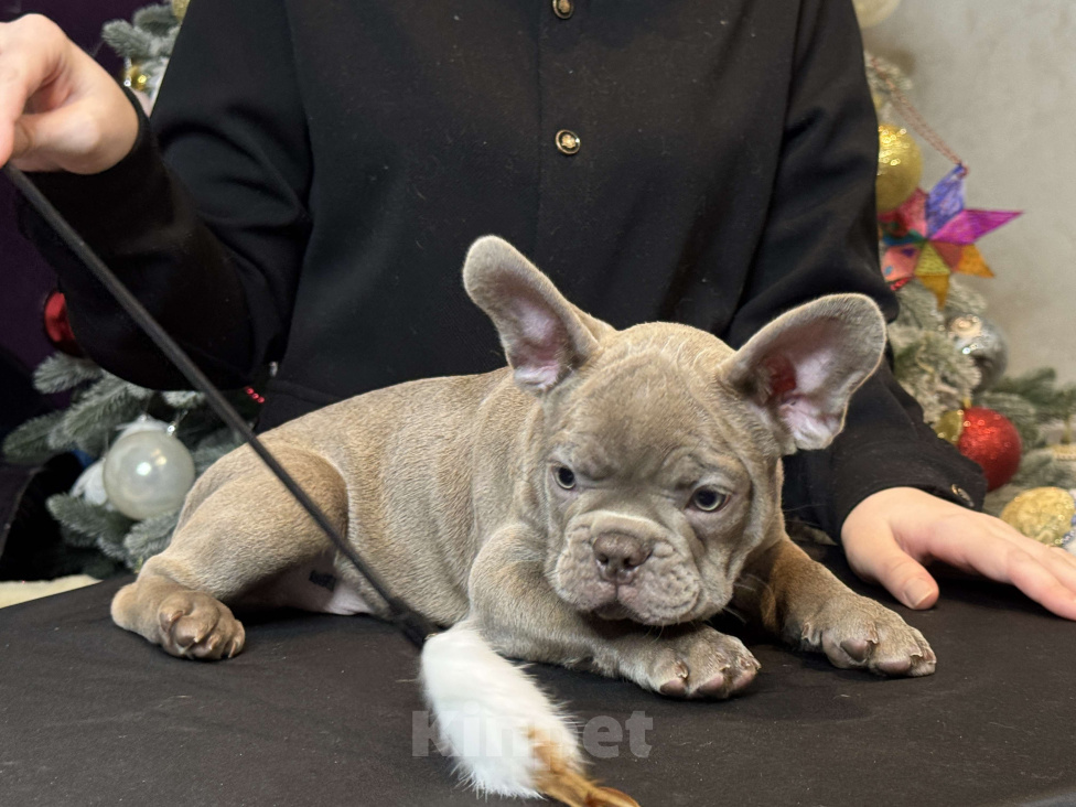 Собаки в Саратове: Щенок французского бульдога  Мальчик, 150 000 руб. - фото 1