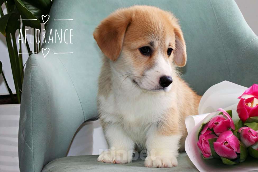 Собаки в Санкт-Петербурге: Щенок вельш -корги пемброк Мальчик, 80 000 руб. - фото 2