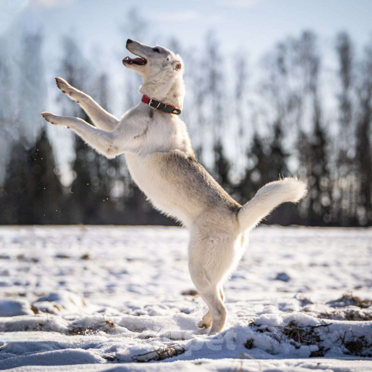 Собаки в Клине: Ванда — энергичная собачка Девочка, Бесплатно - фото 9