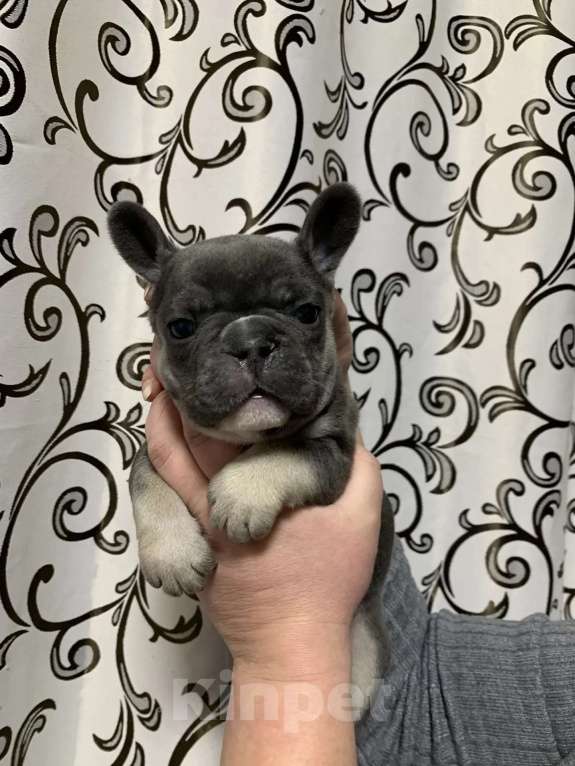 Собаки в Хабаровске: Продам Мальчик, 100 000 руб. - фото 2