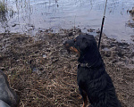 Собаки в Павловском Посаде: Парень для вязки Мальчик, 4 000 руб. - фото 5