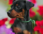 Собаки в Анапе: Щенок Цвергпинчера, 20 000 руб. - фото 1