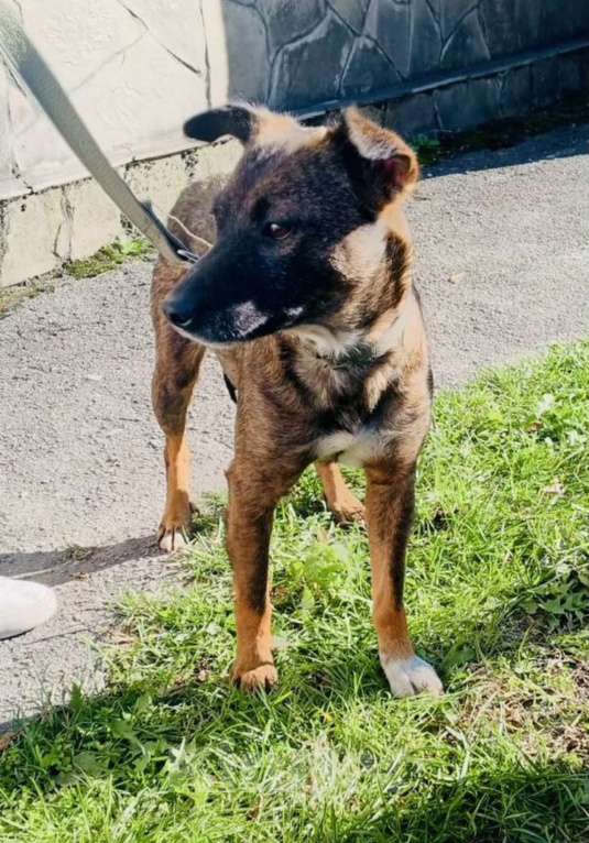 Собаки в других городах Владимирской области: Ласковая и маленькая собачка с улицы ждет, когда ее заберут домой! Девочка, Бесплатно - фото 2