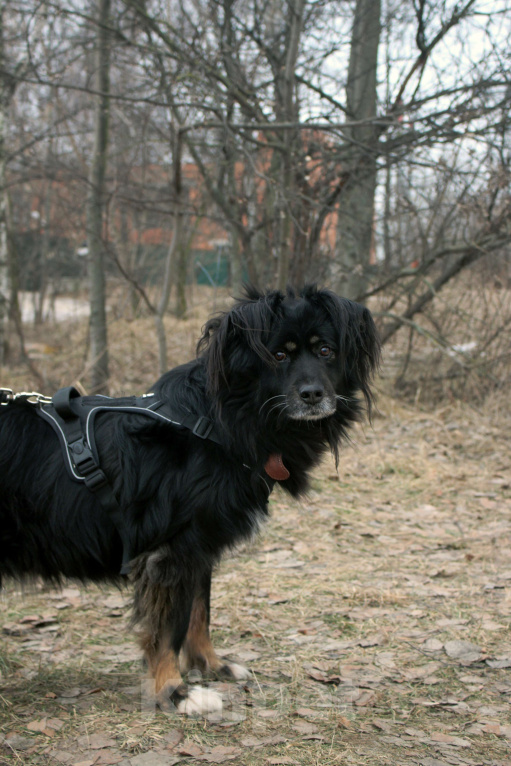 Собаки в Москве: Замечательные брюнетки Девочка, Бесплатно - фото 10