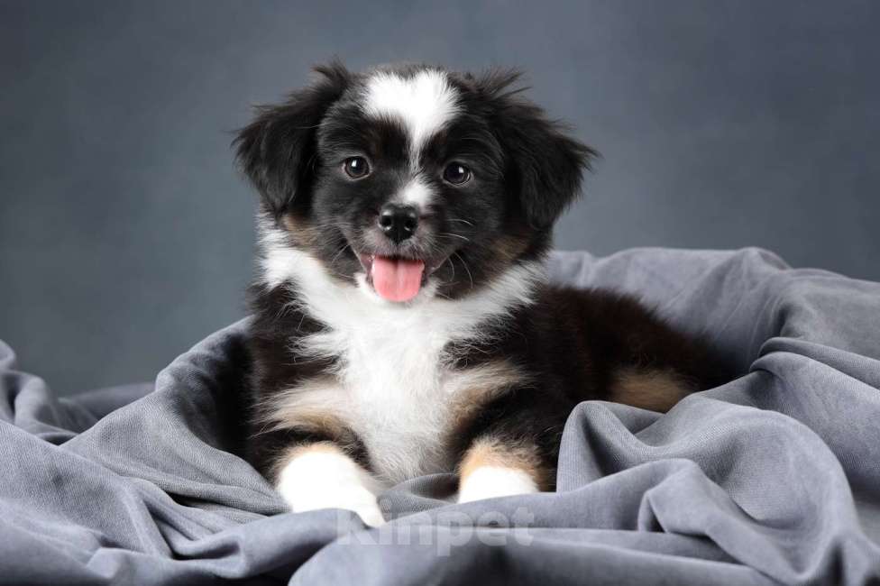 Собаки в Санкт-Петербурге: Щенок миниатюрной американской овчарки (мини аусси)- девочка Шамена Девочка, 80 000 руб. - фото 3