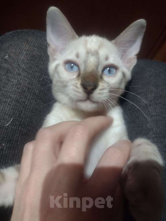 Кошки в Санкт-Петербурге: Котенок бенгал Мальчик, 35 000 руб. - фото 2