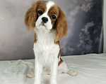 Собаки в Анапе: Кавалер Кинг Чарльз спаниель Девочка, 160 руб. - фото 3