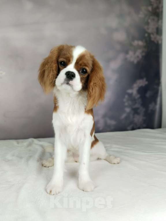 Собаки в Анапе: Кавалер Кинг Чарльз спаниель Девочка, 160 руб. - фото 3