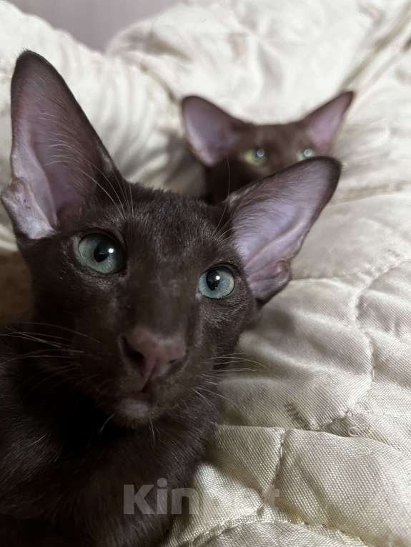 Кошки в Кировске (Мурманская область): Шоко дети Мальчик, 50 000 руб. - фото 2