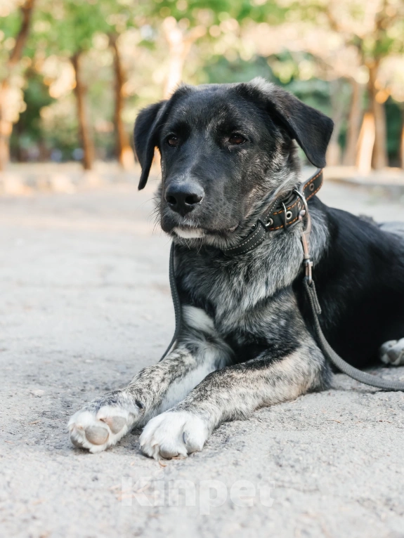 Собаки в Симферополе: Хорошему мальчику нужен дом и любящие хозяева  Мальчик, Бесплатно - фото 1