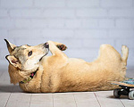 Собаки в Москве: Рыжий ласковая небольшая собачка Челси в добрые руки Девочка, 1 руб. - фото 4