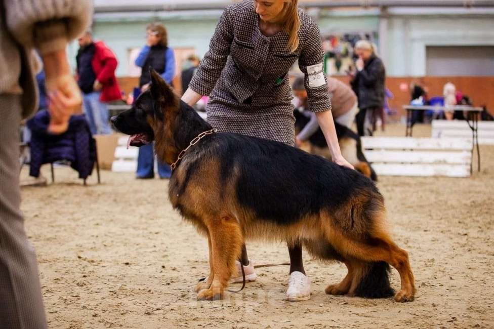 Собаки в Москве: Щенки длинношерстной немецкой овчарки Разнополые, 60 000 руб. - фото 9