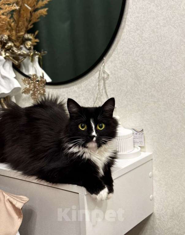 Кошки в Москве: Шикарная черно-белая пушистая кошка Наоми в дар Девочка, 1 руб. - фото 5