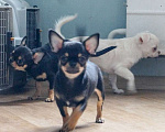 Собаки в Москве: Мальчик щенок чихуахуа Мальчик, 25 000 руб. - фото 5