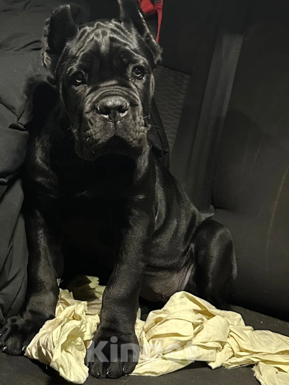 Собаки в Краснодаре: Щенок кане корсо от Чемпионов  Мальчик, 200 000 руб. - фото 6