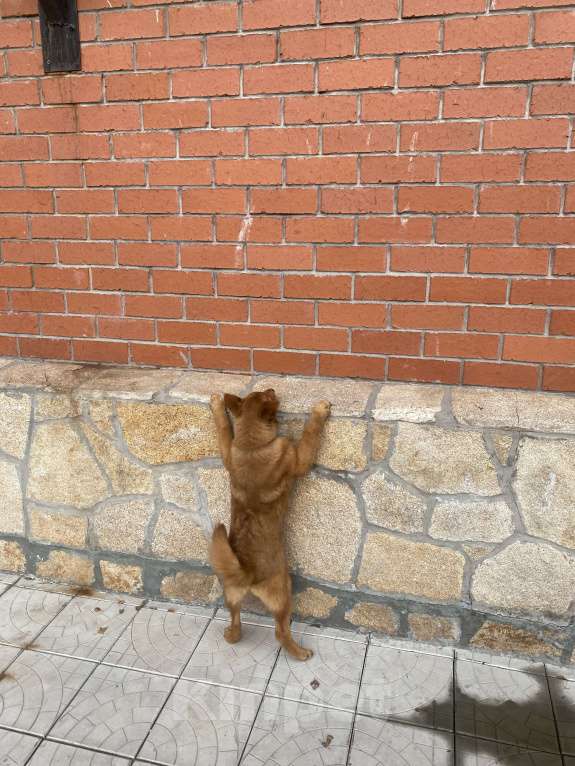 Собаки в Нижнем Тагиле: Продать, по ситуации у хозяина Мальчик, 50 000 руб. - фото 5