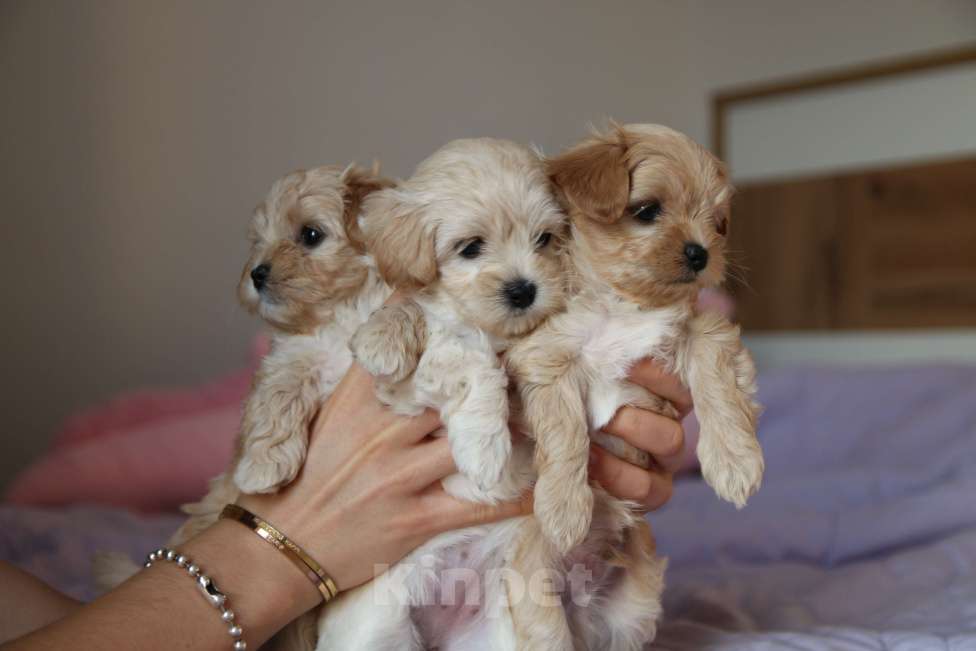 Собаки в Москве: Мальтипу щенок F1 девочка кремовая + милый видеоархив взросления 🐶 Девочка, Бесплатно - фото 3