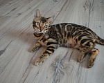 Кошки в Москве: Бенгальский мальчишка с  родословной (в наличии) Мальчик, 40 000 руб. - фото 7