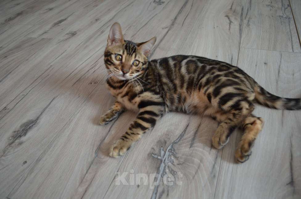 Кошки в Москве: Бенгальский мальчишка с  родословной (в наличии) Мальчик, 40 000 руб. - фото 7