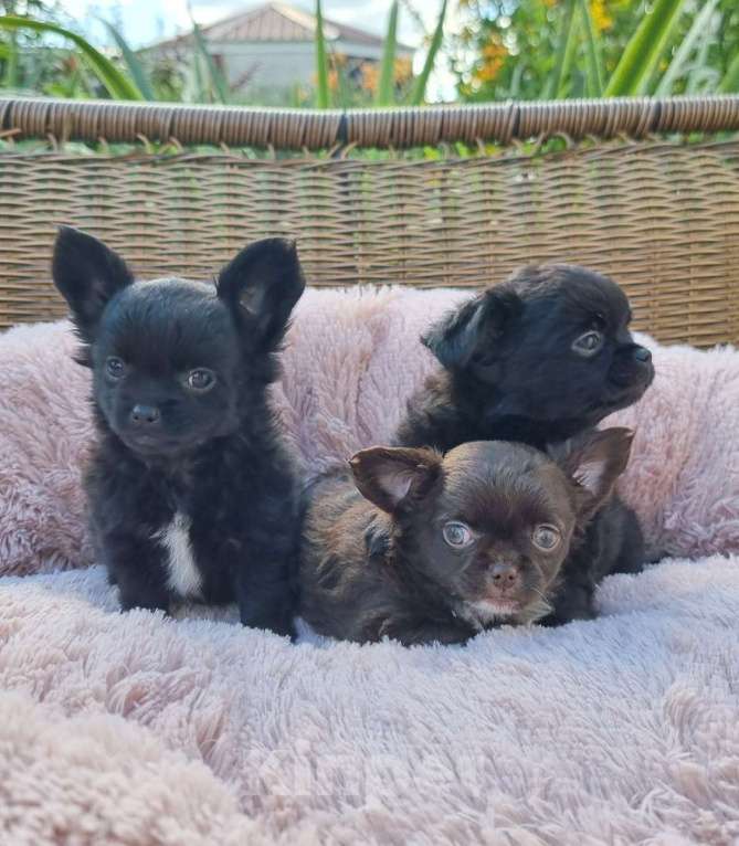 Собаки в Наро-Фоминске: Щенок чихуахуа мальчик Мальчик, 20 000 руб. - фото 3