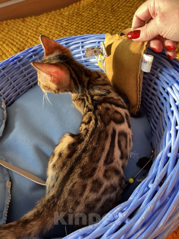 Кошки в Самаре: Бенгальская девочка Veritay Bonita Девочка, 60 000 руб. - фото 7