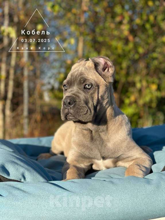 Собаки в Москве: Щенок Кане корсо Мальчик, Бесплатно - фото 2