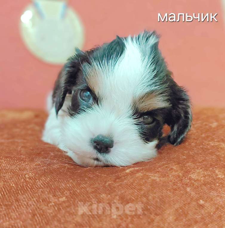 Собаки в Белгороде: Щенки кавалер кинг чарльз спаниель мальчики и девочки  Мальчик, Бесплатно - фото 2