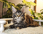 Кошки в Рыбном: Котенок мейн-кун Девочка, 50 000 руб. - фото 2