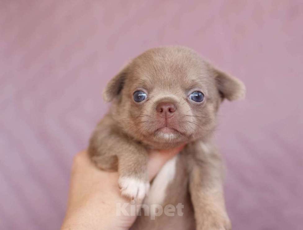 Собаки в Тольятти: чихуахуа Мальчик, 60 000 руб. - фото 3