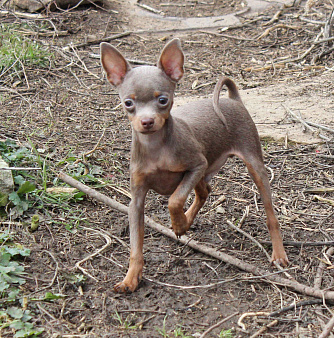 Лиловые мальчики мини