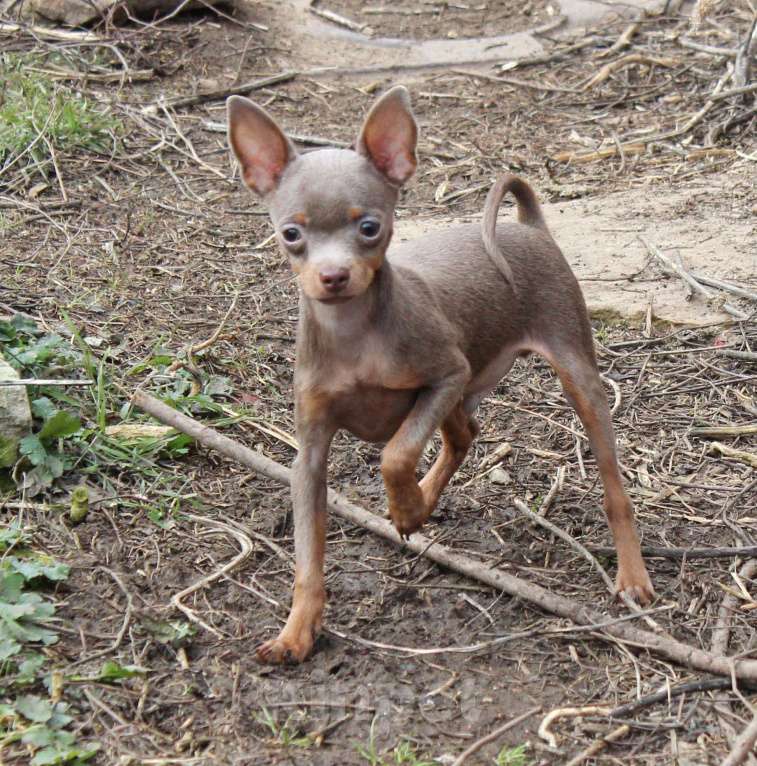 Собаки в Волгограде: Лиловые мальчики мини Мальчик, 30 000 руб. - фото 1