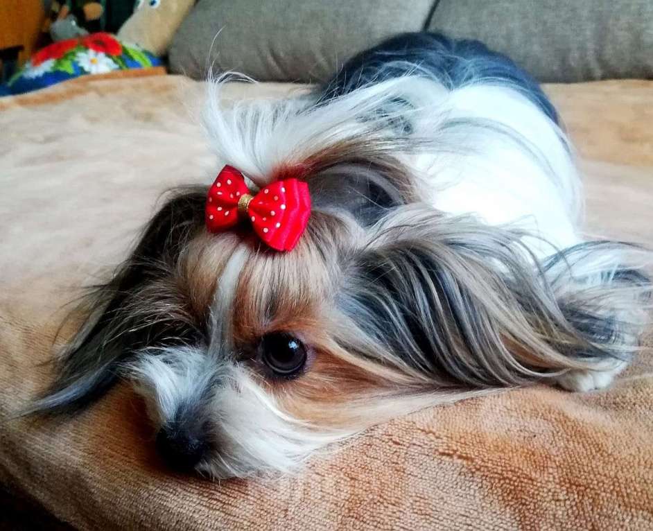 Собаки в Наро-Фоминске: Щенки Бивер-Йорка Мальчик, 55 000 руб. - фото 5