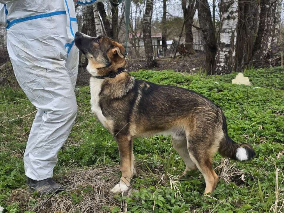 Собаки в Санкт-Петербурге: Ласковый щенок, который понимает всё с полуслова Мальчик, Бесплатно - фото 4