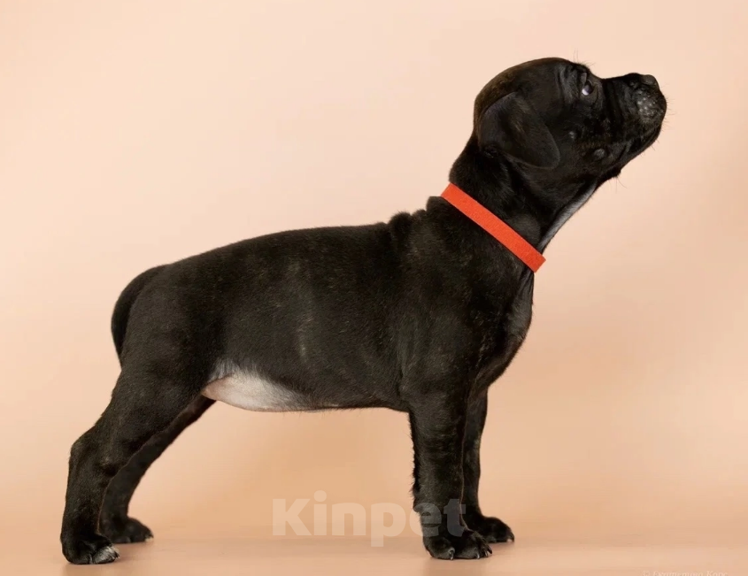 Собаки в Санкт-Петербурге: Щенки Стаффордширского бультерьера ( Англ.) Девочка, Бесплатно - фото 7