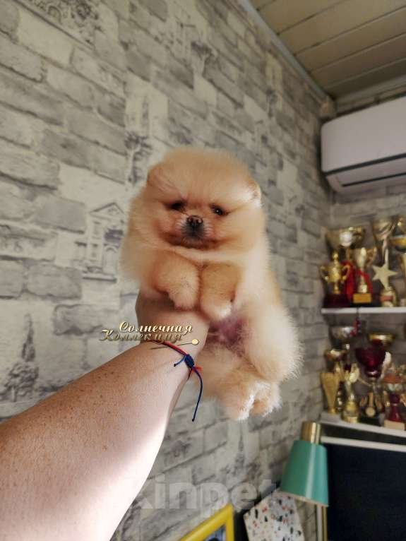 Собаки в Москве: Кукольный мальчик померанского шпица из племенного питомника РКФ Мальчик, Бесплатно - фото 1