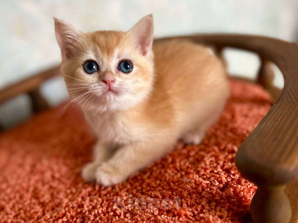 Кошки в Москве: Кошечка Золотая Шиншилла  Девочка, 35 000 руб. - фото 6