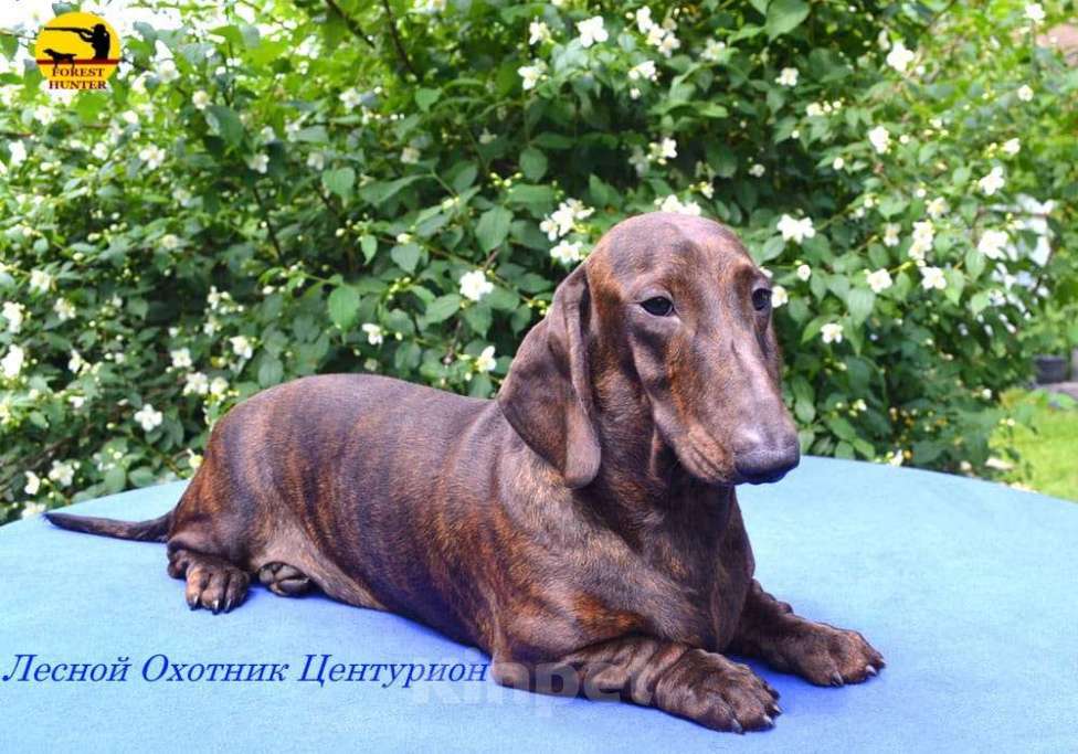 Собаки в Москве: Щенки таксы стандартной Мальчик, 50 000 руб. - фото 2