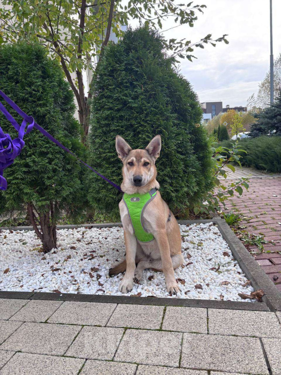 Собаки в Москве: В самые добрые руки. Щенок 7 месяцев Мальчик, Бесплатно - фото 6